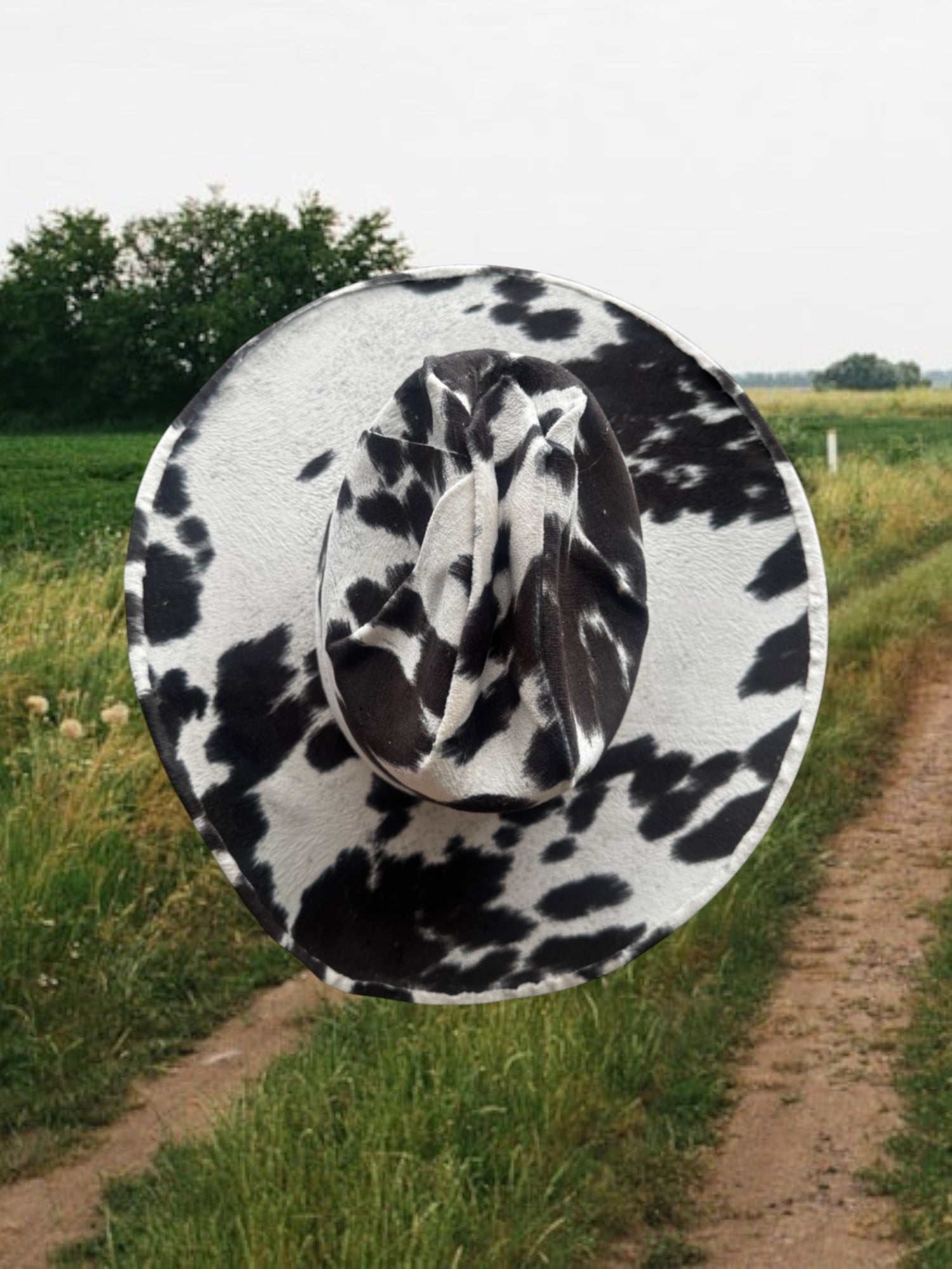 Dairy Dream - Zandria