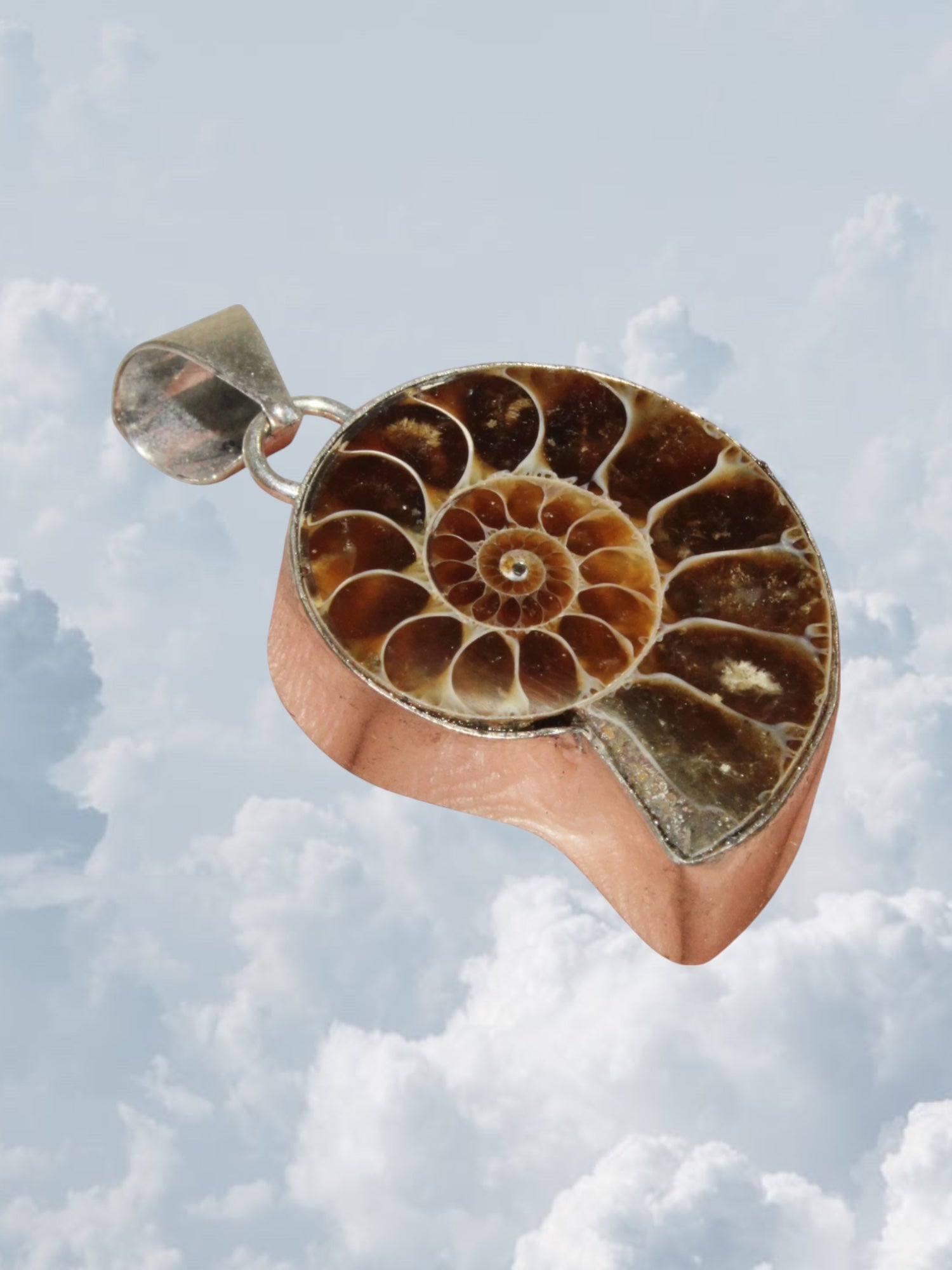 Ammonite Fossil Silver - Zandria